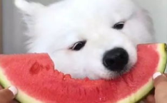 娱乐吃瓜酱萨摩耶,揭秘娱乐圈那些不为人知的幕后故事
