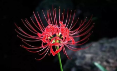 彼岸花图片