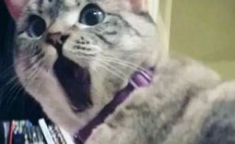 娱乐吃瓜君猫神,赛场风云与情感纠葛