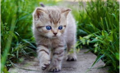 娱乐吃瓜酱猫尾巴,娱乐圈顶流猫妖的神奇魅力